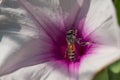 A bee burrows into a pinkish white flower, full of pollen