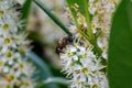 A bee is busy collecting nectar