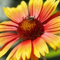 Bee busy drinking nectar from the flower