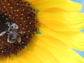 Busy Bee on Sunflower in Connecticut Royalty Free Stock Photo