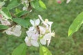 Bee butin apple blossoms flower collecting pollen and nectar to make honey Royalty Free Stock Photo