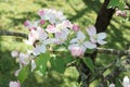 Bee butin apple flowers collecting nectar from a flower in sunny spring Royalty Free Stock Photo