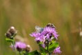 A bee and a butterfly on a purple flower Royalty Free Stock Photo