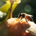 bee and butterfly take nectar on fruits and berries, dew drops in garden