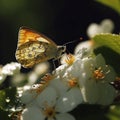 bee and butterfly take nectar on fruits tree and berries, dew drops on branch in gardens