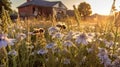 bee and butterfly on wild field floral sunny field meadow ,daisies, cornflowers,lavender ,poppy flowers Royalty Free Stock Photo