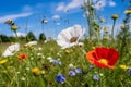 bee and butterfly on wild field floral sunny field meadow ,daisies, cornflowers,lavender ,poppy flowers Royalty Free Stock Photo