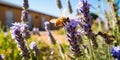 bee and butterfly on wild field floral sunny field meadow ,daisies, cornflowers,lavender ,poppy flowers Royalty Free Stock Photo