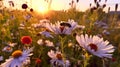 bee and butterfly on wild field floral sunny field meadow ,daisies, cornflowers,lavender ,poppy flowers Royalty Free Stock Photo