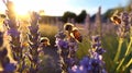 bee and butterfly on wild field floral sunny field meadow ,daisies, cornflowers,lavender ,poppy flowers Royalty Free Stock Photo