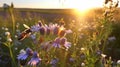 bee and butterfly on wild field floral sunny field meadow ,daisies, cornflowers,lavender ,poppy flowers Royalty Free Stock Photo