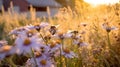 bee and butterfly on wild field floral sunny field meadow ,daisies, cornflowers,lavender ,poppy flowers Royalty Free Stock Photo