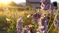 bee and butterfly on wild field floral sunny field meadow ,daisies, cornflowers,lavender ,poppy flowers Royalty Free Stock Photo