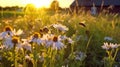 bee and butterfly on wild field floral sunny field meadow ,daisies, cornflowers,lavender ,poppy flowers Royalty Free Stock Photo