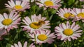 Bee buzzes amid pink daisies in the warm sunlight Royalty Free Stock Photo
