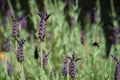 Bee buzzes fragrant lavender flowers Royalty Free Stock Photo