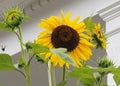 The bee is buzzing around the yellow sunflower. Royalty Free Stock Photo