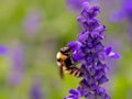 A Bee Buzzing on a Purple Flower