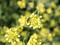 Bee On Canola Flower Royalty Free Stock Photo