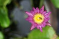 Bee in the capels of water lily flower Royalty Free Stock Photo