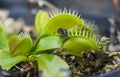 Bee captured by Venus flytrap plant Royalty Free Stock Photo