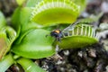 Bee captured by Venus flytrap plant Royalty Free Stock Photo