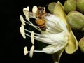 Bee on Carob Tree Flower