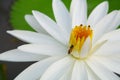 Bee on carpel Lotus