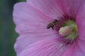 Bee and carpel of pink flower