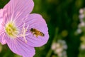 Bee carrying polen to flower