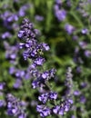 Bee on Catmint Royalty Free Stock Photo