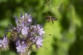 A bee reaching its target.