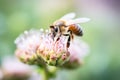 bee caught on a thistle bloom Royalty Free Stock Photo