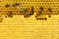 Bee on a cell with larvae. Bees Broods Copyspace. Concept of beekeeping. Royalty Free Stock Photo
