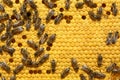 Bee on a cell with larvae. Bees Broods Copyspace. Concept of beekeeping. Royalty Free Stock Photo