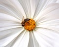 Bee in the center of a blossom.