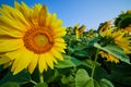 Bee on center of sunflower close up in field of yellow flowers under blue sky Royalty Free Stock Photo