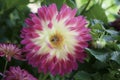 Bee in the center of yellow dahlia flower with red edges. Royalty Free Stock Photo