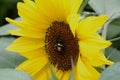 Bee in centre of bright yellow sunflower Helianthus Royalty Free Stock Photo