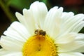 Bee on chamomile collecting honey