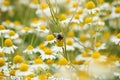 Bee on chamomile flower spring Royalty Free Stock Photo