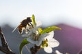 A bee on a cherry blossom branch collects nectar. Sunny spring day. Pollination of flowers in the garden Royalty Free Stock Photo