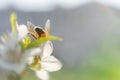 A bee on a cherry blossom branch collects nectar. Sunny spring day. Pollination of flowers in the garden Royalty Free Stock Photo