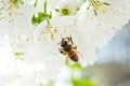A bee on a cherry blossom collects anther and pollinates a tree