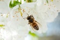 A bee on a cherry blossom collects anther and pollinates a tree