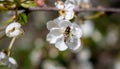A bee on a cherry blossom. In spring, the bee pollinates the flowers. Small details close-up Royalty Free Stock Photo