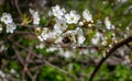 A bee on a cherry blossom. In spring, the bee pollinates the flowers. Small details close-up Royalty Free Stock Photo