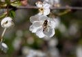 A bee on a cherry blossom. In spring, the bee pollinates the flowers. Small details close-up Royalty Free Stock Photo