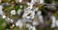 A bee on a cherry blossom. In spring, the bee pollinates the flowers. Small details close-up Royalty Free Stock Photo