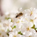 Bee on a cherry tree flowers Royalty Free Stock Photo
